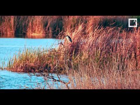 Birds in Baixo Alentejo (Portugal)