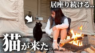 ソロキャンプ中､甘えん坊の野良猫が私のテントに来て...