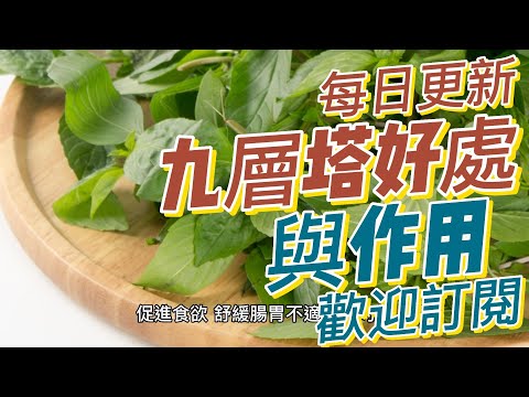 EP 134  九層塔Basil 的好處與作用 抗炎作用 抗氧化 健康  養生 天然 食療 原形食物