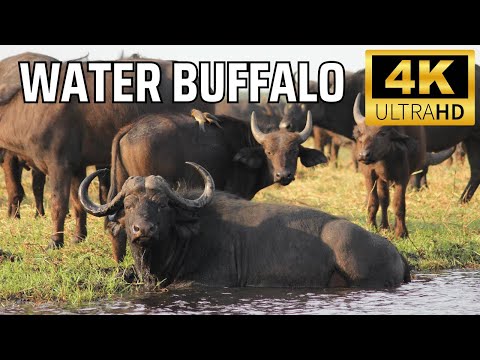 Water Buffalo: The Majestic Power of the Wetlands | Incredible Facts & Secrets You Didn’t Know!