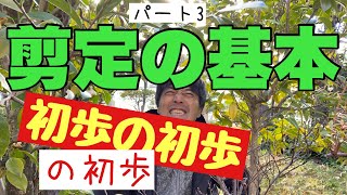 剪定の基本【剪定仕方】初歩の剪定のやり方を実際の映像をもとに簡単に解説。