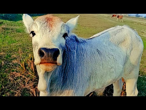 Cute cow baby moo | cow videos | cute cow baby video for kids