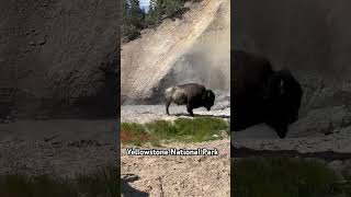 Bison by a Hot Spring #travel #nature #biker #roadtriplife #wildlife #bison #yellowstone