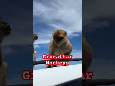 Gibraltar Monkeys