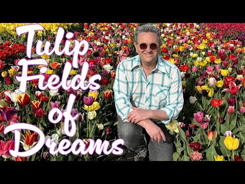 Biking to the Tulip Fields of Dreams Amsterdam