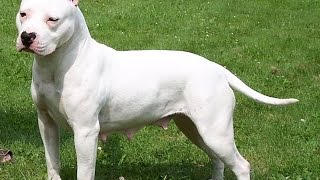 American Pit Bull Terrier Dog Breed Information