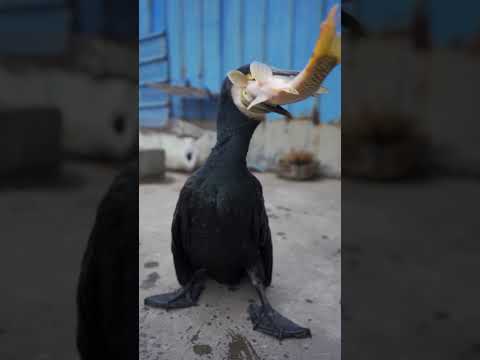 great cormorant eats the whole fish instantly