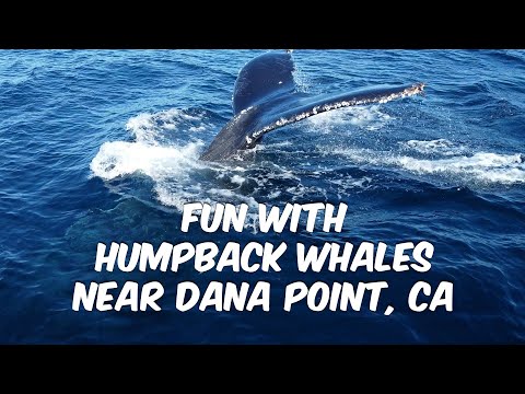 Fun With Humpback Whales During Dana Point Whale Watching Cruise 🐋