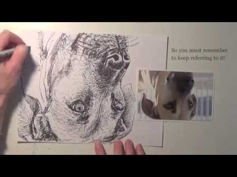 Beginner Drawing: How to Draw a Dog Upside Down by Tracy Lizotte