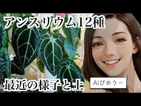 【アンスリウム12種】オススメの土&成長報告【アロイド】