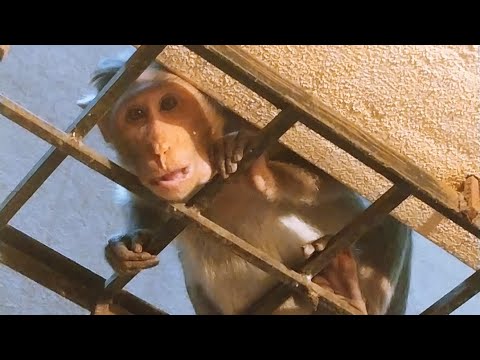 Indian Macaque Monkey  #monkey#macaquemonkey #macaque #trending #funny #monkeyvideo #cuteanimals