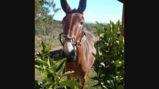 chico rei e parana, saco de estopa