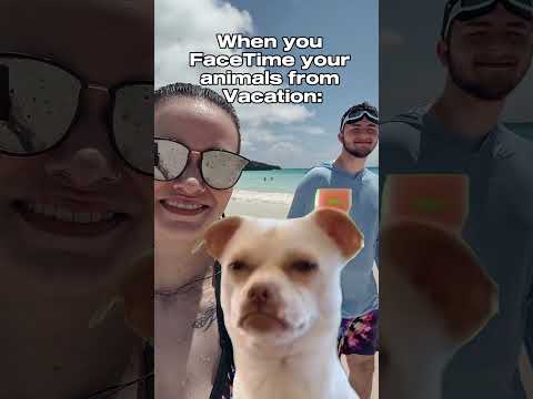 Are your animals NOT happy when you go on vacation without them?! 😂🏖 #vacationmeme #dogmeme #beaches