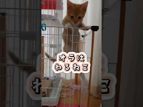 チビの時からわるねこ　#shorts #猫 #ぐり