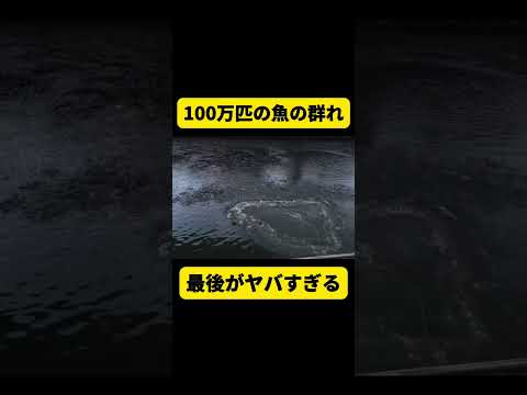 【ヤバイ】100万匹の魚の群れを捕獲