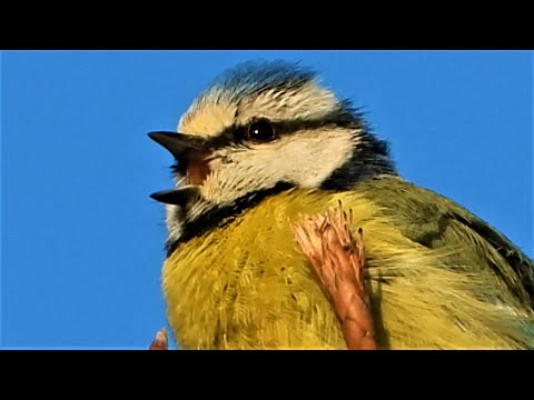 BLUE TIT CALLING & SINGING