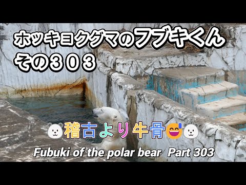 ホッキョクグマのフブキくん（３０３）🐻‍❄️稽古より牛骨🐻‍❄️（東山動植物園）Fubuki of the polar bear Part 303