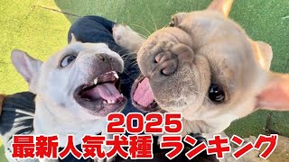 最新の人気犬種ランキングが終わってる...