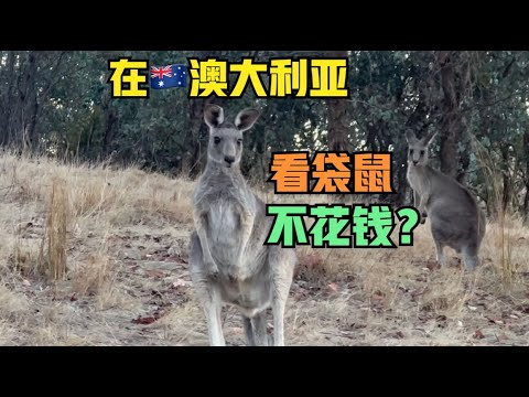 澳洲#11:免费看袋鼠？不是稀罕事