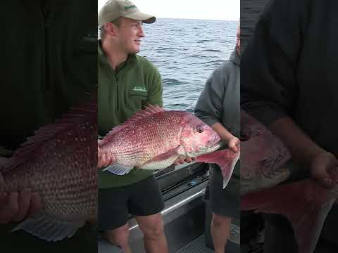 Big Red Snapper! #snapper #baitfishing #catchandrelease #nzfishing #fishing  #giantfish