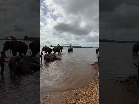 Elephant Roar at -📍Sakrebail Elephant camp Shimoga #elephant #elephantsanctuary #shimoga #animals