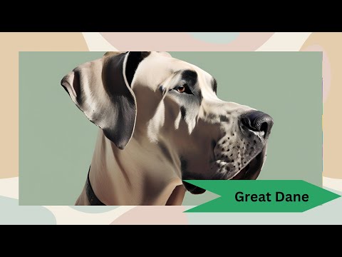 Everything You Need to Know About Great Danes 🐶 | Gentle Giants of the Dog World 🌍