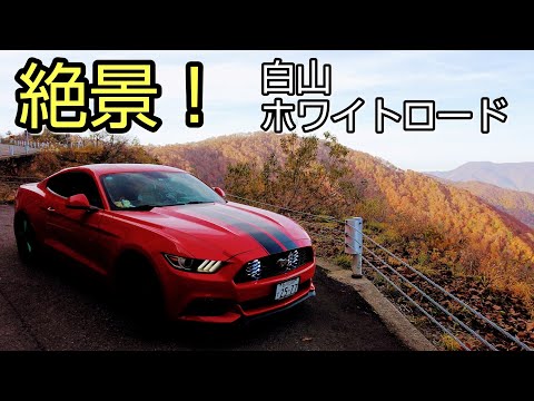 【紅葉】白山ホワイトロード行ってきた！