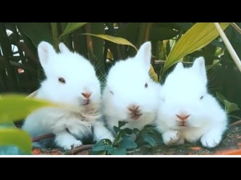 So cute rabbits #rabbit #eating #beautiful #viralvideo #trendingshorts #trend