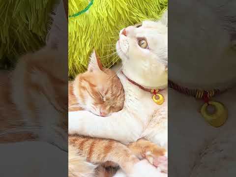 おやつが食べたいなI want to eat a cat snack, darling~#cutest cat couple#cat family videos#可愛い茶トラメス猫カップル会話