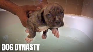 Doggy Paddle: Hulk’s Adorable Pit Bull Puppies Learn To Swim | DOG DYNASTY