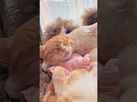 夢の中でおしゃべりしているニャンコたち家族成長記録楽しい瞬間動画The little cats chatting in its sleep#cutestcouple#catcouple family