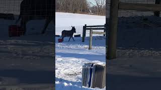 Wildflower getting bossy #shorts #farmlife #cuteanimals #onehappyassfarm #animals #donkey #pets