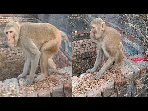 Bandar | Bandar Mama | Bandar Wala | Bandar Wala Cartoon | Bandar Bandar | Monkey Video