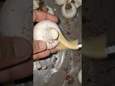 Button mushroom cleaing and packing kaise kare Bina pani keh Mushroom farming tips #shortsvideo