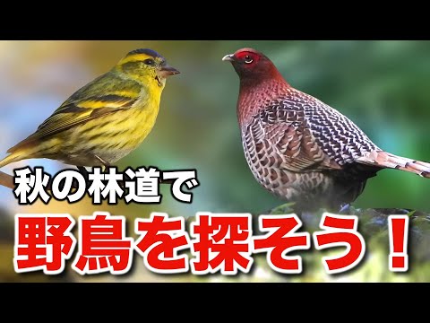 珍しい野鳥も発見！秋に見られる美しい小鳥たち