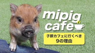 あなたが子豚カフェに行くべき9つの理由