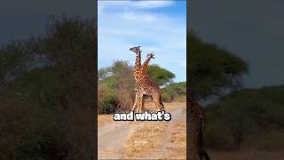 Why Giraffe Fight With Neck ? #science #EcoInsight