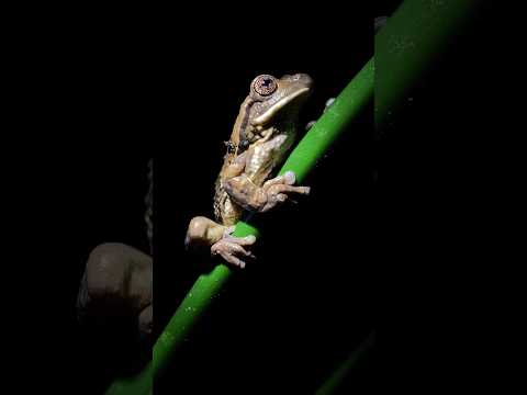 How One Species is Destroying Australia's Ecosystem! The Devastating Spread of Cane Toads! #Shorts