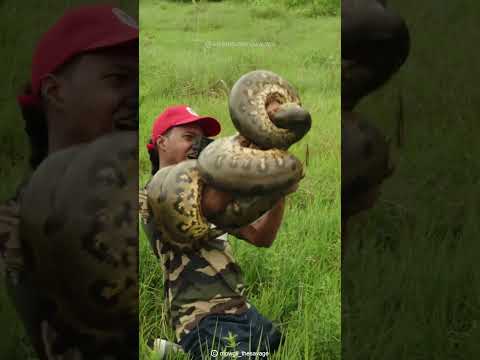 The Largest Snake In The World