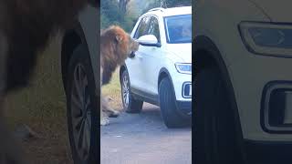 Lion charges scared tourist in car 😮