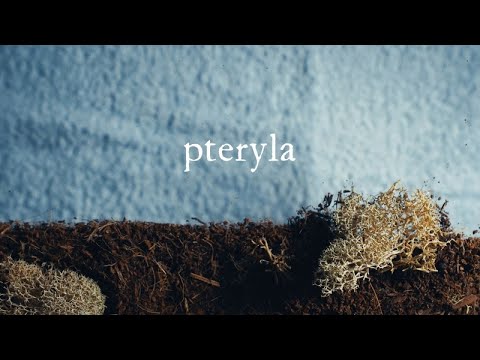 Novo Amor 565 Fund - 'Pteryla' by Novo Amor &  @Lowswimmer . Film by Robert Pereña