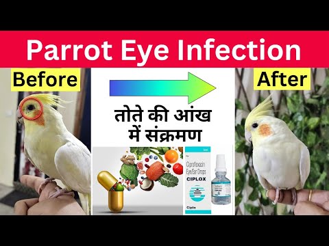 Cockatiel eye infection treatment| Lovebird eye infection /conjunctivitis/eye pox| #birdcare