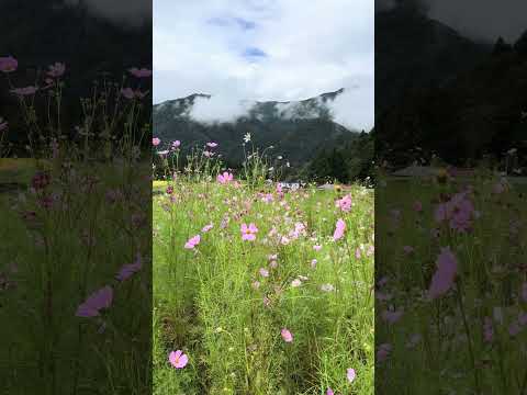 Japanese Mountain Side #shorts #japan #walkingtour #travel