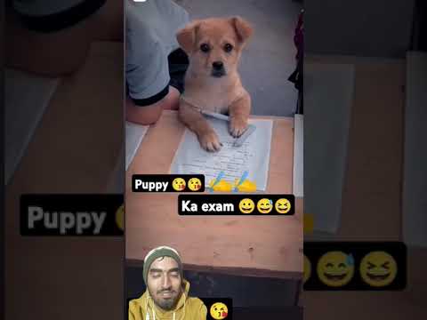 Puppy exam 😘😘... #doglover #dog #love