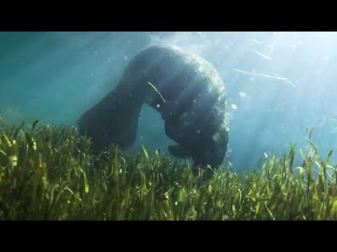 Federal wildlife officials propose to continue classifying Florida manatees as "threatened species"