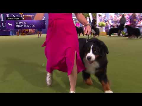 Bernese Mountain Dogs | Breed Judging 2024