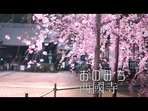 #おのみち #西國寺 #さくら 【尾道に桜見に行ってきたよ】