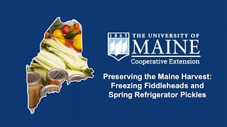 Preserving the Maine Harvest: Freezing Fiddleheads and Refrigerator Spring Pickles