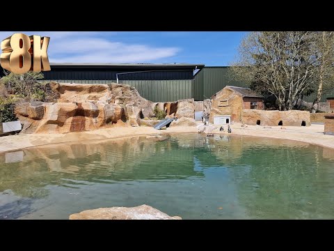 Adorable Penguins at Blair Drummond Safari Park - 8K Video You Can't Miss!