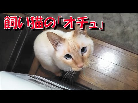 飼い猫の「オチュ」